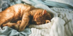 Почему коты чаще спят на левом боку — и это вовсе не случайность. Фото.