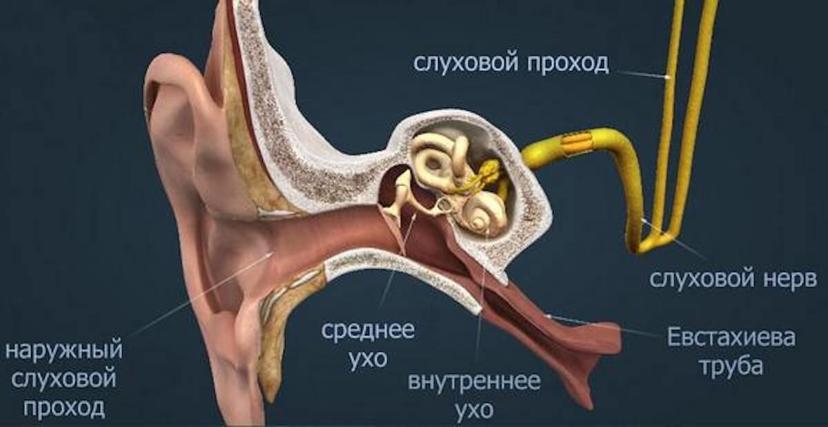 Что делать, чтобы не закладывало уши в полете. Закрепим знания. Какой элемент уха отвечает за закладывание. Что делать, чтобы не закладывало уши в полете. Закрепим знания. Какой элемент уха отвечает за закладывание. Фото.
