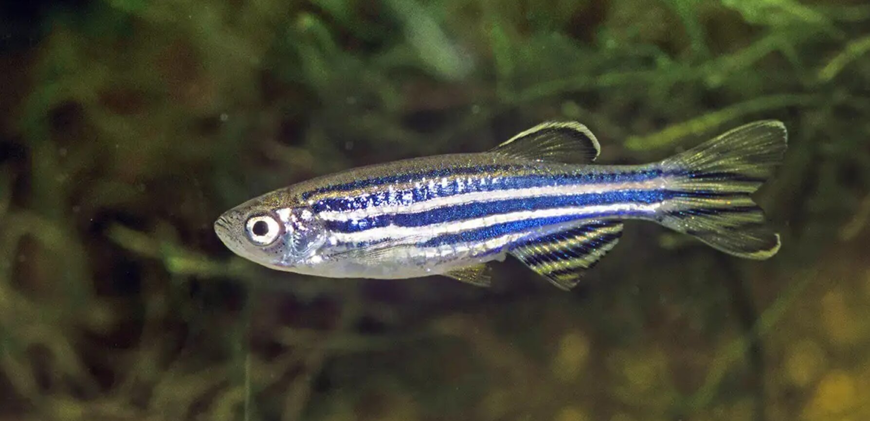 Обычные представления о сенсорных клетках под сомнением. Рыба Данио рерио, на которой ученые провели эксперименты. Источник: rscf.ru. Фото.