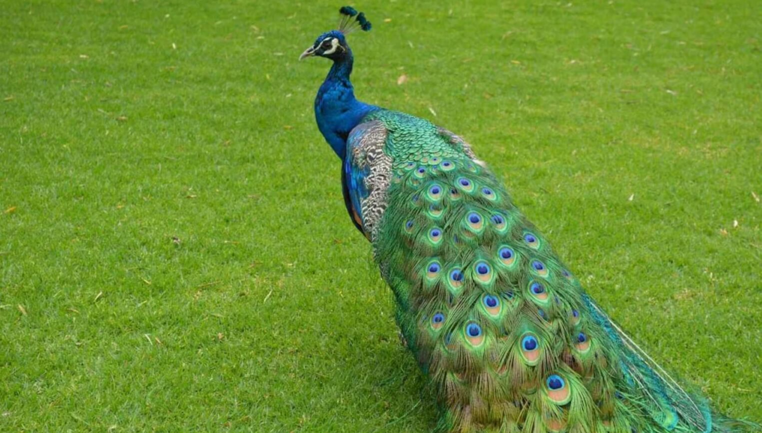 Лазеры находятся в глазках хвоста. Источник: gorodskayaferma.ru. Фото.