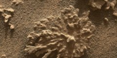 Curiosity нашел на Марсе камень, похожий на коралловый риф. Фото.