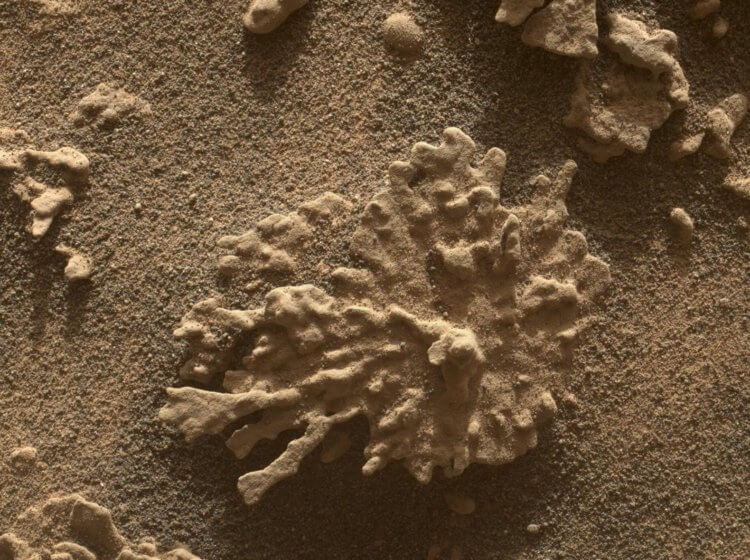 Curiosity нашел на Марсе камень, похожий на коралловый риф<div class= Curiosity нашел на Марсе камень, похожий на коралловый риф. Марсоход Curiosity обнаружил камень, похожий на коралл. Источник: jpl.nasa.gov. Фото.