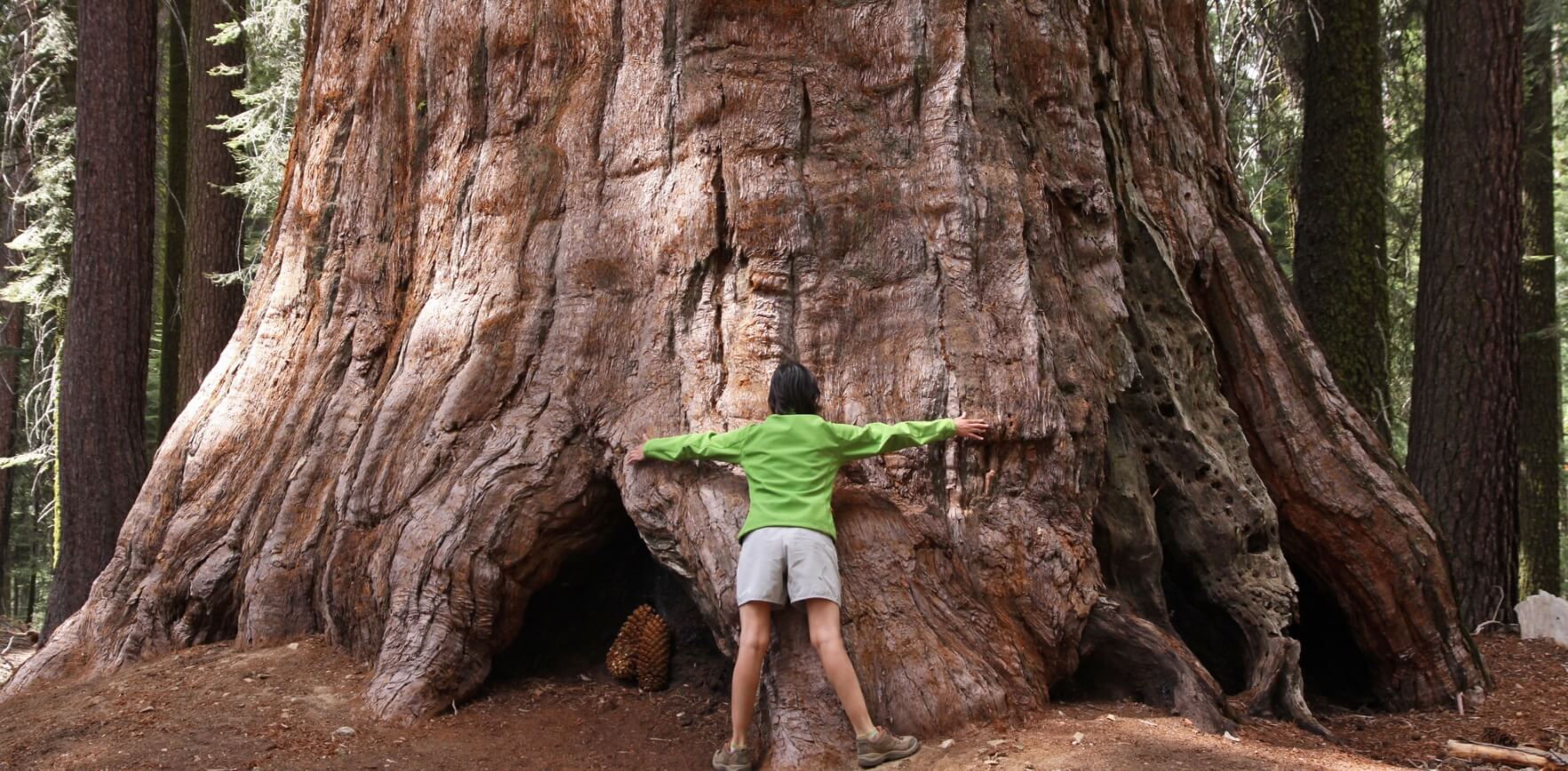 Где растут самые большие деревья на планете. Размеры некоторых деревьев сложно себе вообразить. Источник: flickr.com. Фото.
