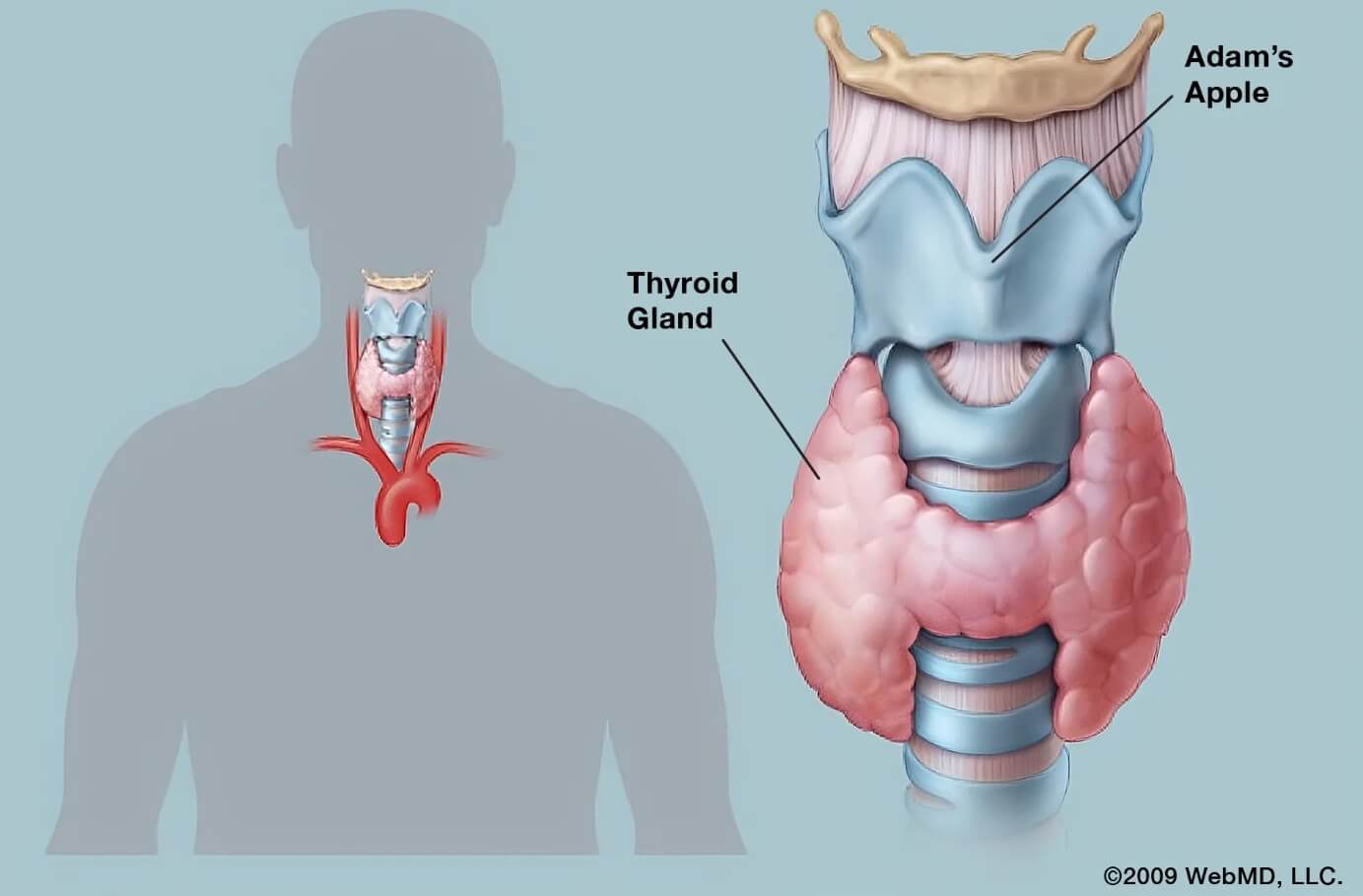 Какие функции выполняет кадык. Кадык защищает голосовые связки и вход в дыхательные пути от механических повреждений. Источник изображения: webmd.com. Фото.