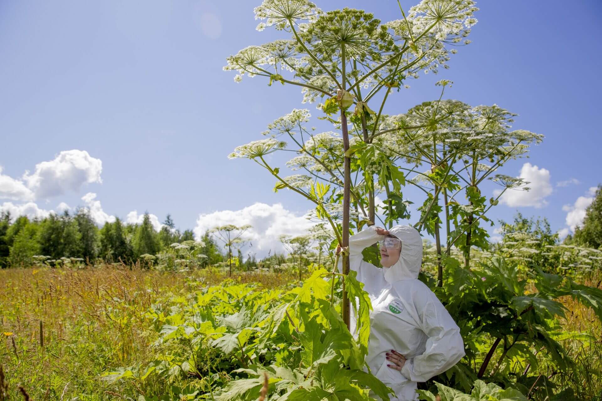 Новый закон о борщевике: штрафы и обязанности с 1 марта 2026 года. Перечни «опасных видов» утверждают регионы. Источник изображения: минприроды.тверскаяобласть.рф. Фото.
