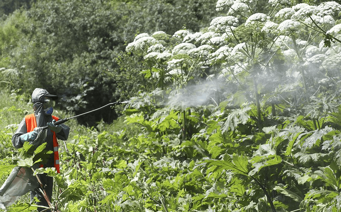 Как избавиться от борщевика на участке: проверенные методы борьбы. Регулярное скашивание до цветения, выкапывание корней, укрытие (агроткань/плёнка), точечная химобработка (в т. ч. препараты на основе глифосата) — признанные практики. Источник изображения: novoaltaysk.gosuslugi.ru. Фото.