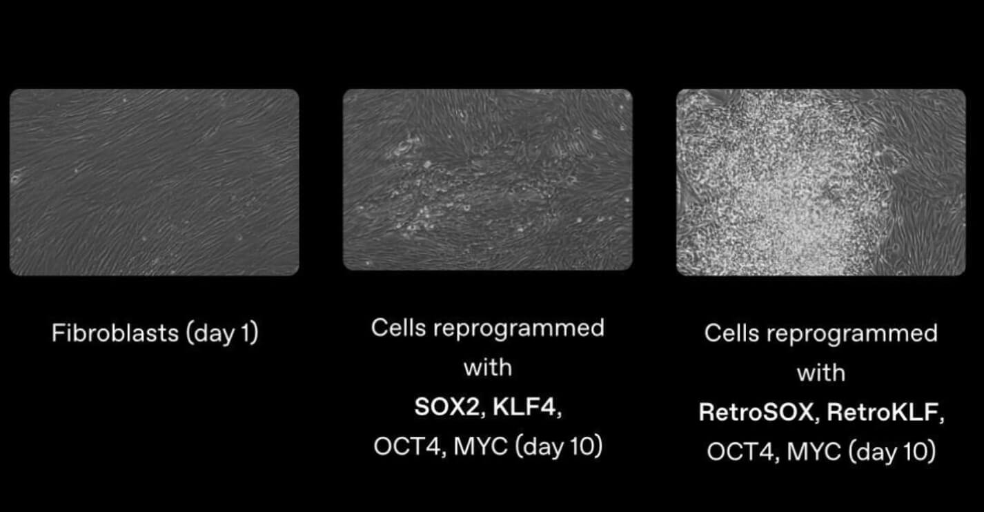 Ученые научились омолаживать клетки. На изображении показано, как перепрограммирование клеток идёт значительно быстрее с новыми вариантами факторов Яманаки по сравнению со стандартными белками. Источник: openai.com. Фото.