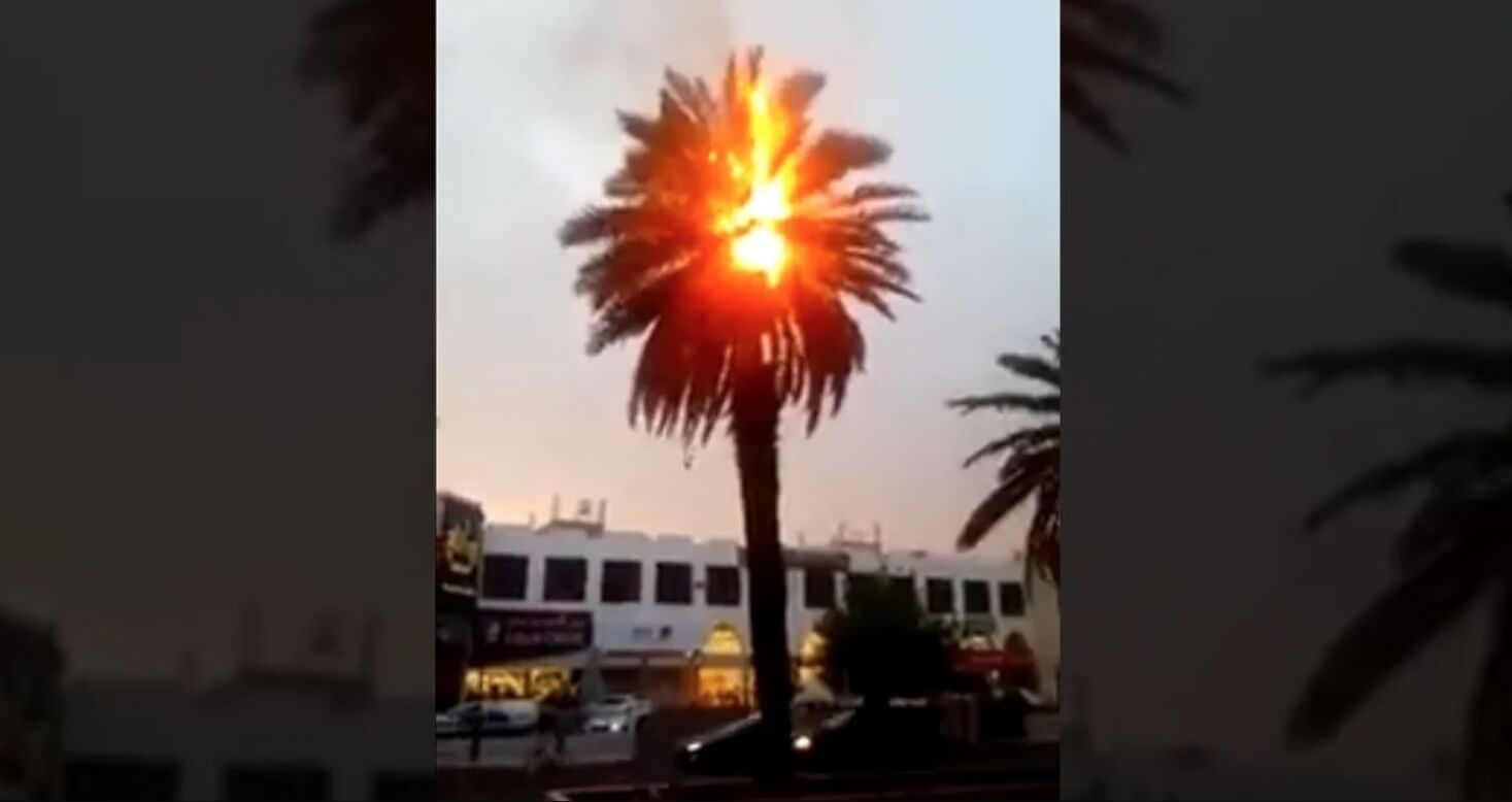 Фейковые видео о рекордной жаре. Фрагмент видео с горящей (якобы от жары) пальмой. Источник изображения: snopes.com. Фото.