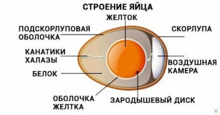 Свежие яйца всегда чистятся хуже. Строение яйца. Источник изображения: zna4enie.ru. Фото.