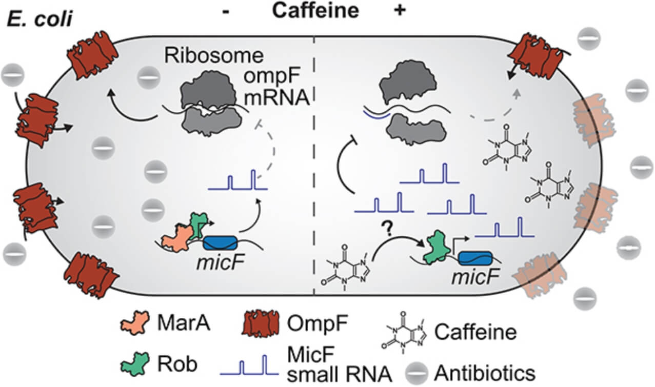 Как кофе замедляет выздоровление. Исследователи обнаружили различия в реакции бактерий на антибиотики после контакта с кофеином. Источник изображения: sciencealert.com. Фото.