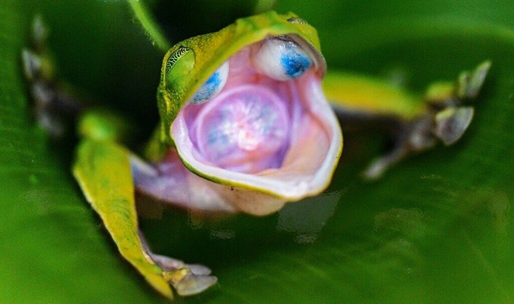 Вот как опускающиеся глаза лягушки выглядят изнутри. Источник изображения: ecology.md. Фото.