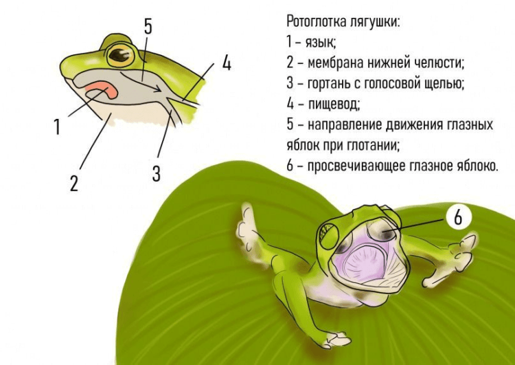 Что происходит, если у лягушки не двигаются глаза при еде. Как устроена ротоглотка лягушки. Источник изображения: zooclever.ru. Что происходит, если у лягушки не двигаются глаза при еде. Как устроена ротоглотка лягушки. Источник изображения: zooclever.ru. Фото.