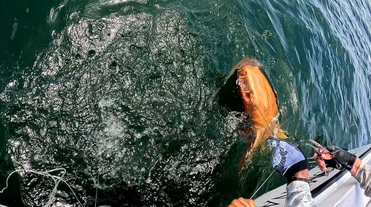 Где нашли золотую акулу? Золотая акула с другого ракурса. Фото: IFL Science. Фото.