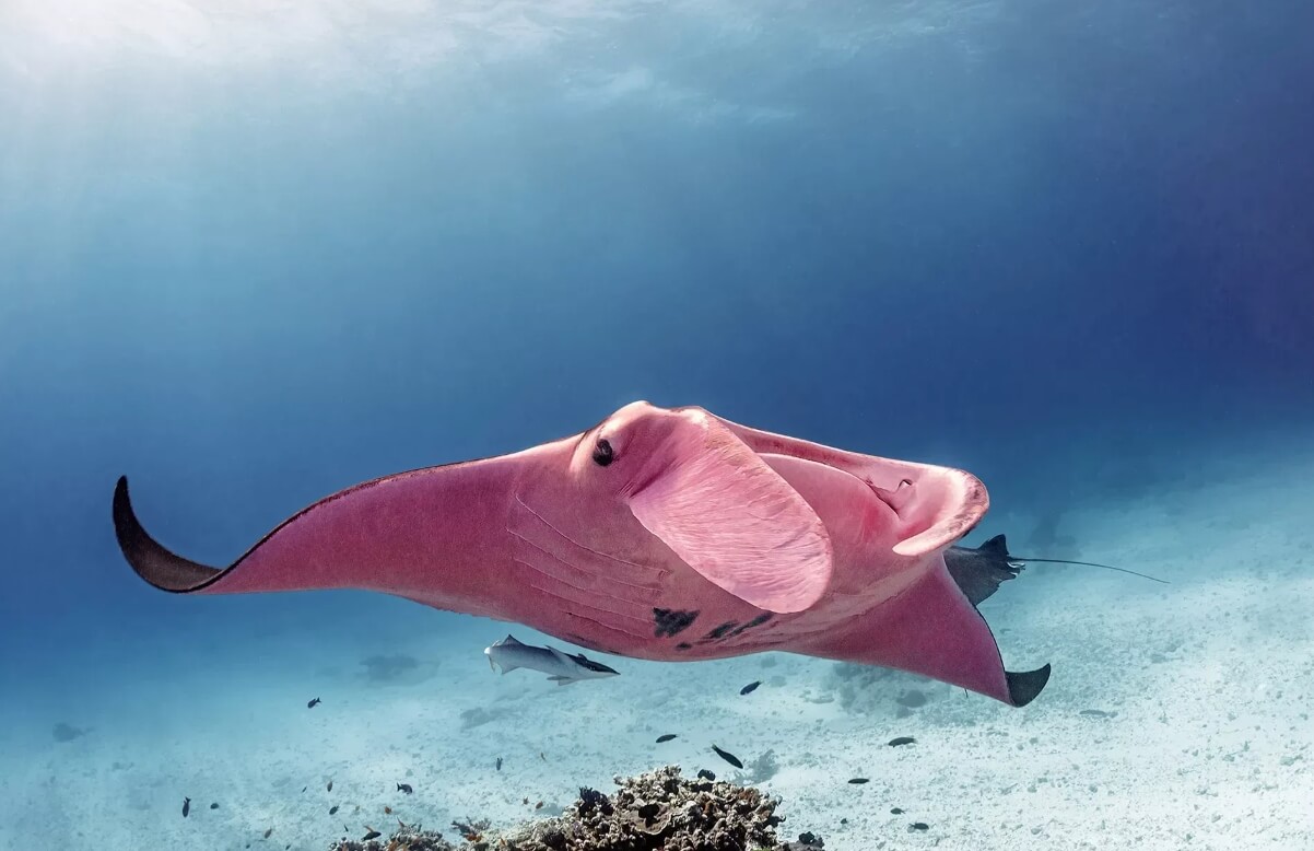 Редкие окраски у животных. Розовый скат Инспектор Клузо. Источник фотографии: vm.ru. Фото.
