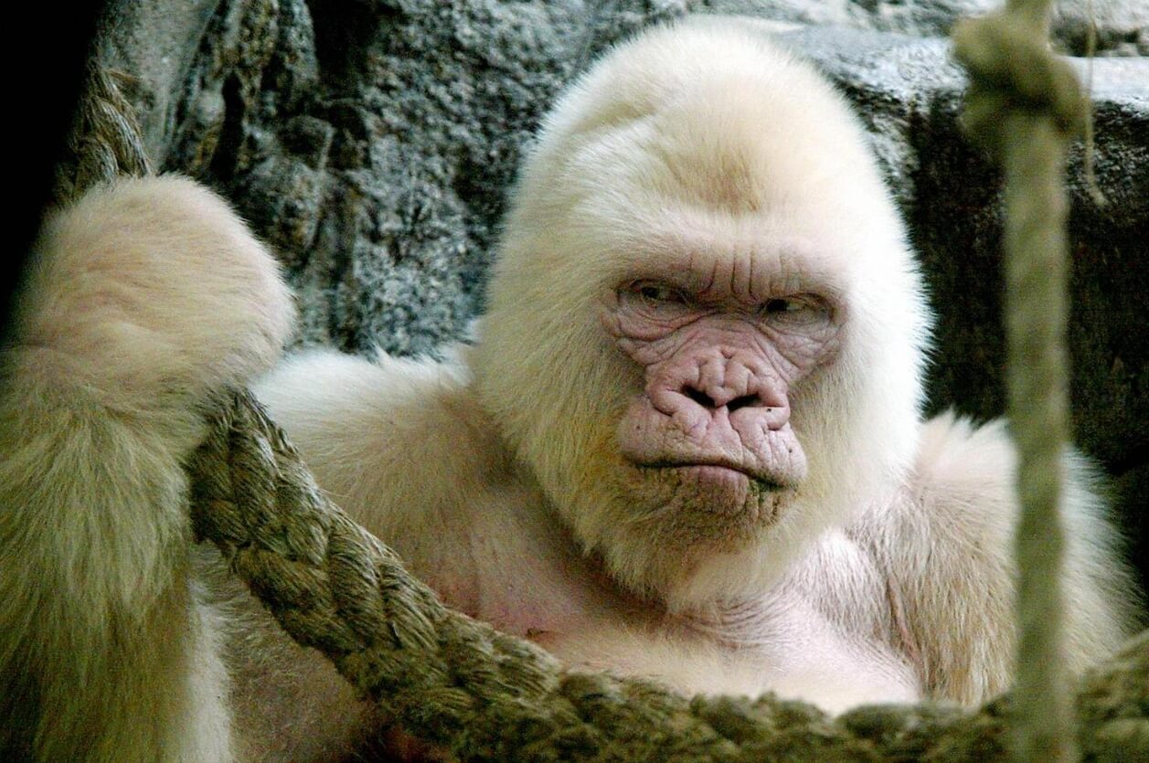 Редкие окраски у животных. Горилла-альбинос Снежинка. Источник фотографии: elementy.ru. Фото.