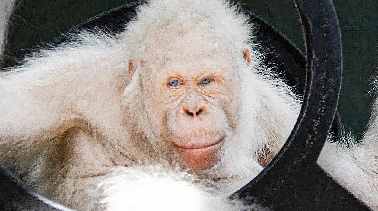 Редкие окраски у животных. Орангутанг-Альбинос. Источник фотографии: YouTube. Фото.