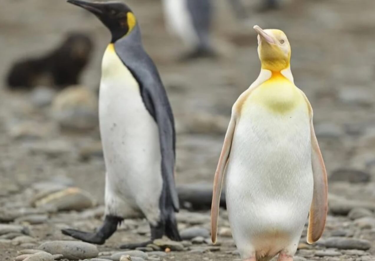 Редкие окраски у животных. Пингвин-альбинос. Источник фотографии: dzen.ru. Фото.