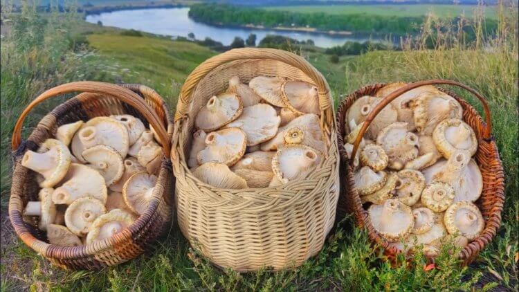 Чем опасны недоваренные грибы. Грибы кажутся простым и привычным продуктом, но их приготовление требует особого подхода.Источник изображения: gribysobiraem.info. Чем опасны недоваренные грибы. Грибы кажутся простым и привычным продуктом, но их приготовление требует особого подхода.Источник изображения: gribysobiraem.info. Фото.