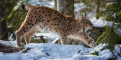 Почему у рыси короткий хвост, а у других кошек длинный? Фото.