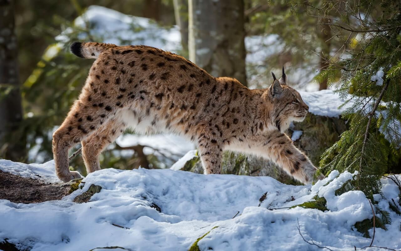 Почему у рыси короткий хвост, а у других кошек длинный?