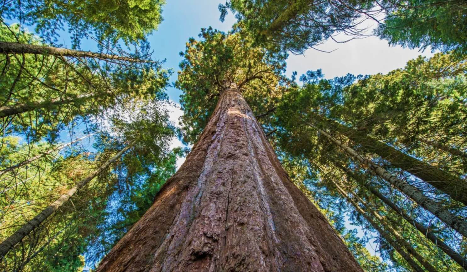 Красные деревья Калифорнии. Секвоя Hyperion имеет высоту 116,07 метра. Источник: tallslimtees.com. Фото.