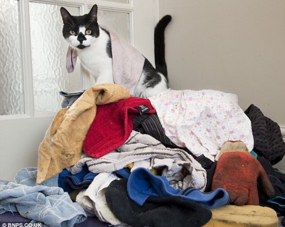 Кот Деннис, он клептоман, орудует в основном по ночам. Бродит по округе и приносит домой вещи и игрушки других людей даже внушительных размеров. Источник изображения: vk.com. Фото.