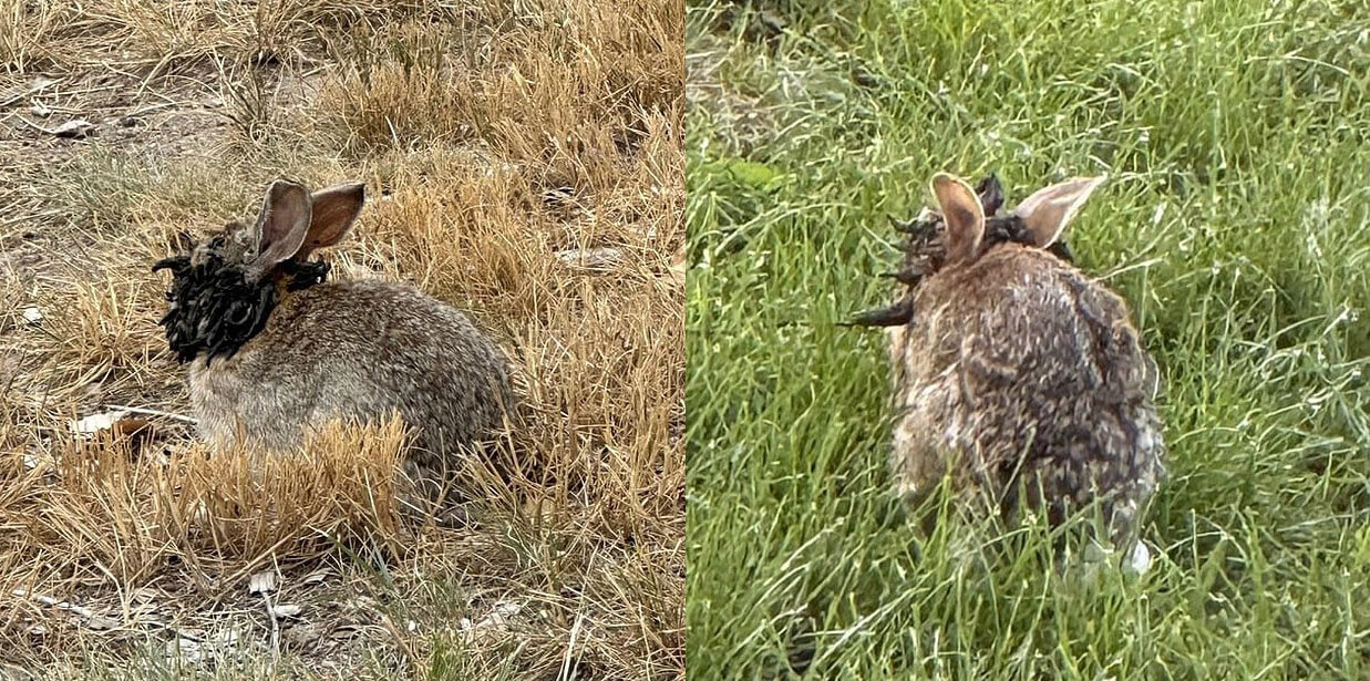 Что такое вирус папилломы Шоупа. Наросты могут перерасти в рак кожи и привести к смерти животного. Источник фотографий: dailymail.co.uk. Фото.