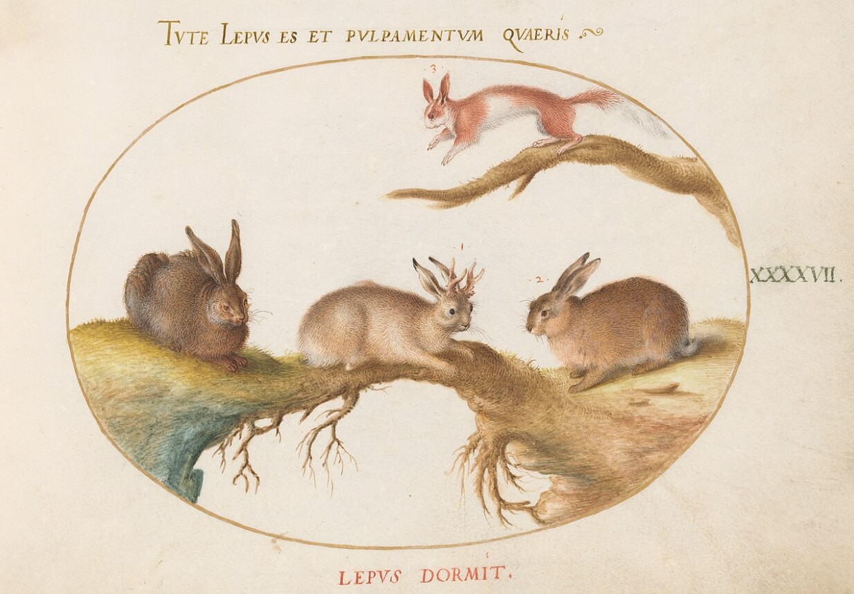 Легенда о зайцелопе и ее происхождение. Истории о рогатых кроликах существуют в энциклопедиях 18 века. Источник изображения: wikimedia.org. Фото.