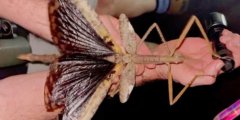 Гигантский палочник с крыльями — новый вид, который шокировал интернет. Фото.