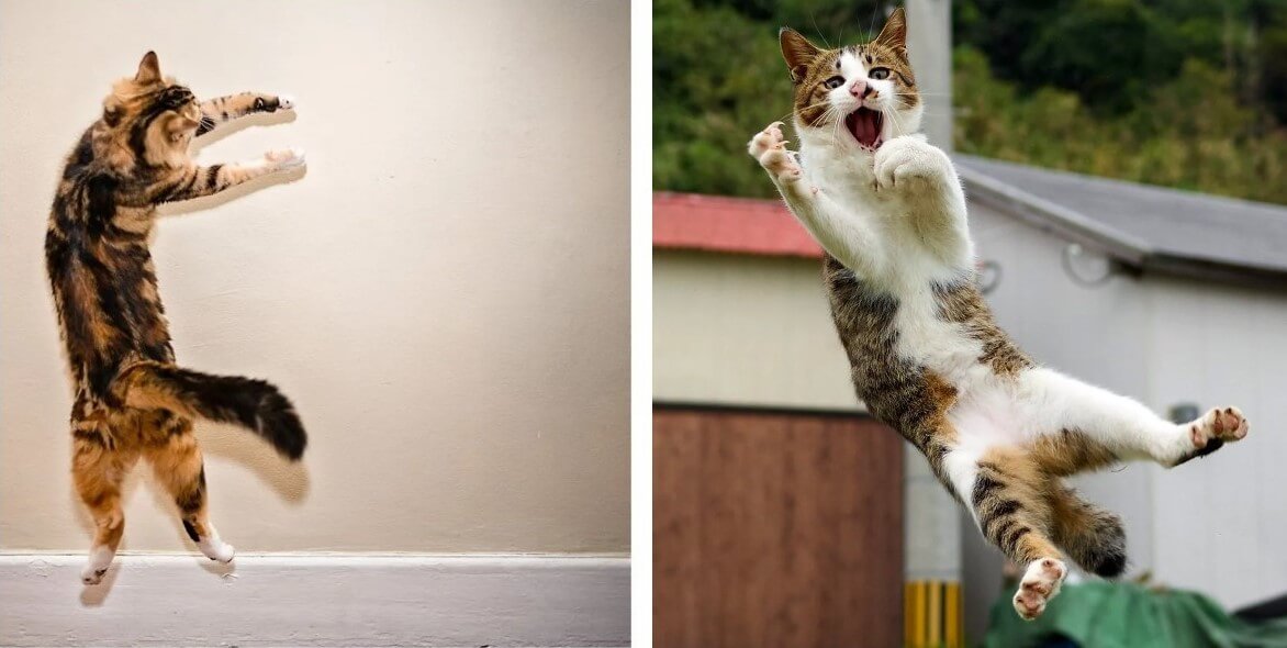 Даже на колеблющейся поверхности (ветке или канате) кошка способна быстро перестроить центр тяжести, используя хвост и мелкие корректирующие движения лап, чтобы моментально стабилизироваться. Источник изображения: dzen.ru. Фото.