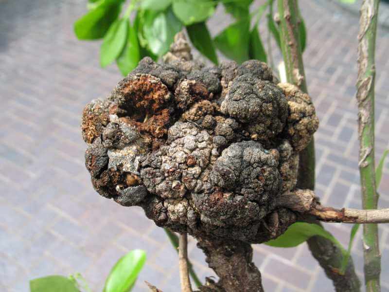 Как проявляется рак у растений. Корончатый галл. Источник изображения: myplantin.com. Фото.