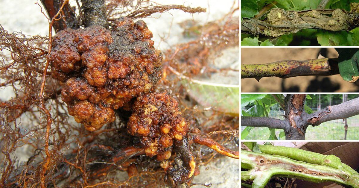 Как проявляется рак у растений. Бактериальный рак растений: проще предупредить, чем лечить. Источник изображения: ogorod.ru. Фото.