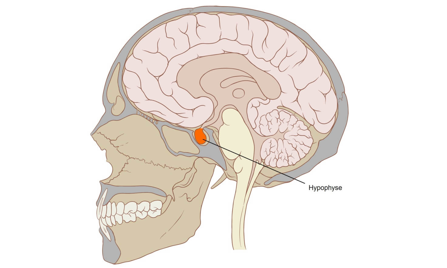 Причины карликовости. Расположение гипофиза в мозге человека. Источник изображения: wikipedia.org. Фото.