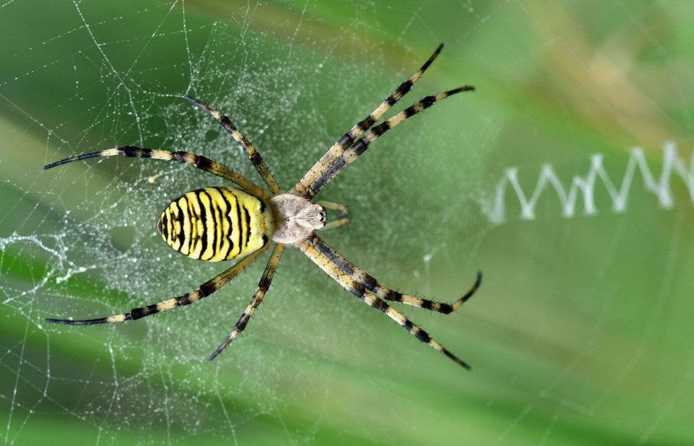 В Москве с каждым годом становится теплее, поэтому южные пауки чувствуют себя в столице хорошо. Источник фотографии: gorzavod.ru. Фото.