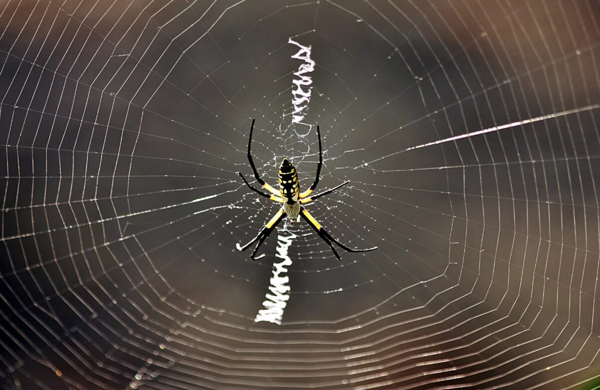 Паутина со стабилиментумом посередине. Источник фотографии: wishescards.ru. Фото.
