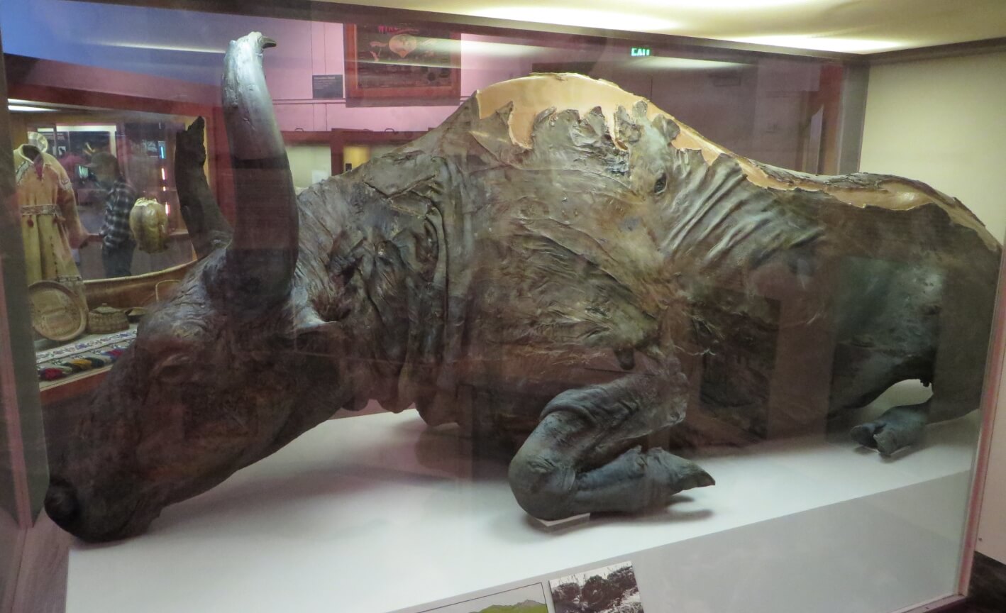 Мумия древнего полевого бизона Blue Babe. Источник: wikimedia.org. Фото.