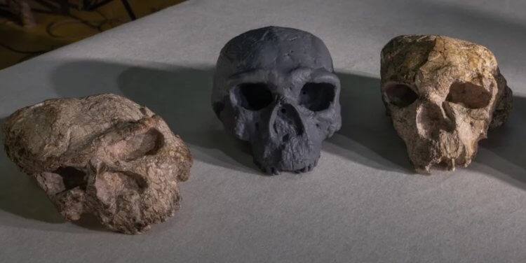 Homo sapiens появился на сотни тысяч лет раньше, чем нам говорила наука. Ученые реконструировали древние черепа, и пришли к неожиданному выводу<div class= Homo sapiens появился на сотни тысяч лет раньше, чем нам говорила наука. Ученые реконструировали древние черепа, и пришли к неожиданному выводу. Источник: www.iflscience.com. Фото.