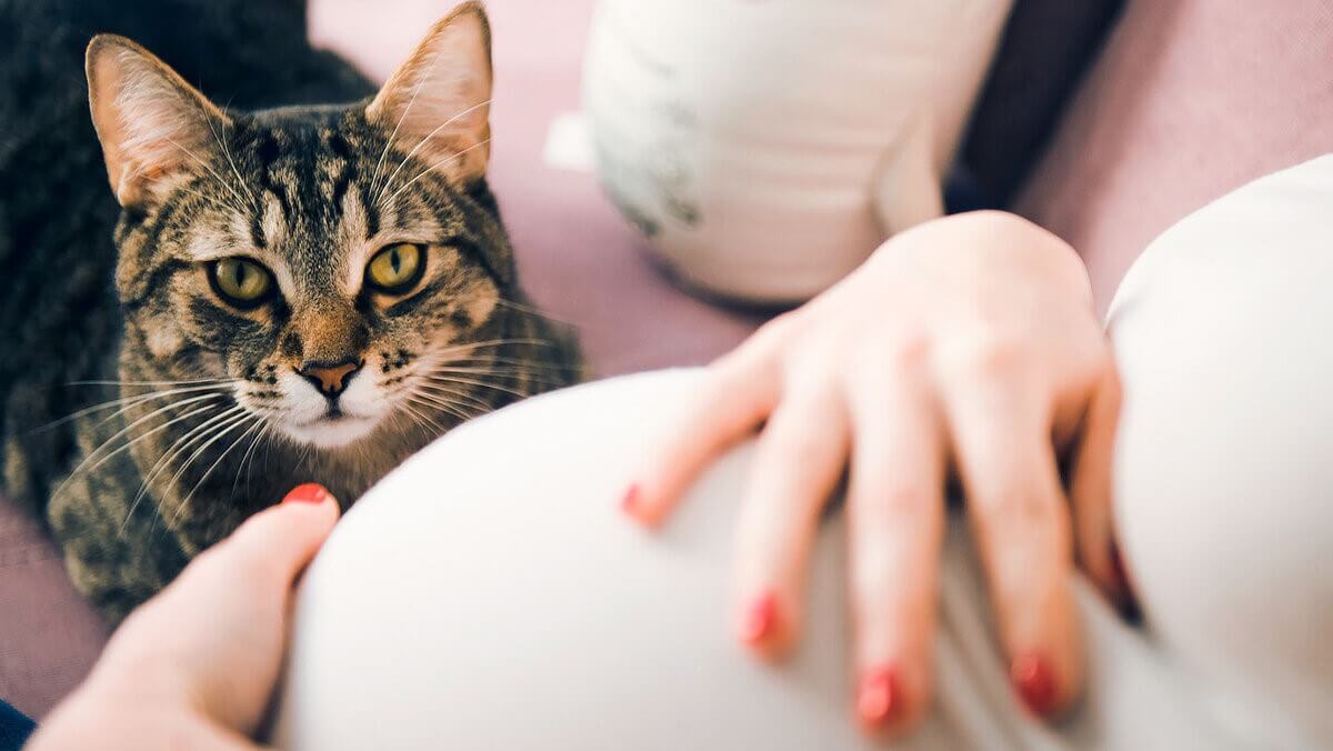 Можно ли беременным жить с кошкой: мифы, факты и советы, которые вас удивят