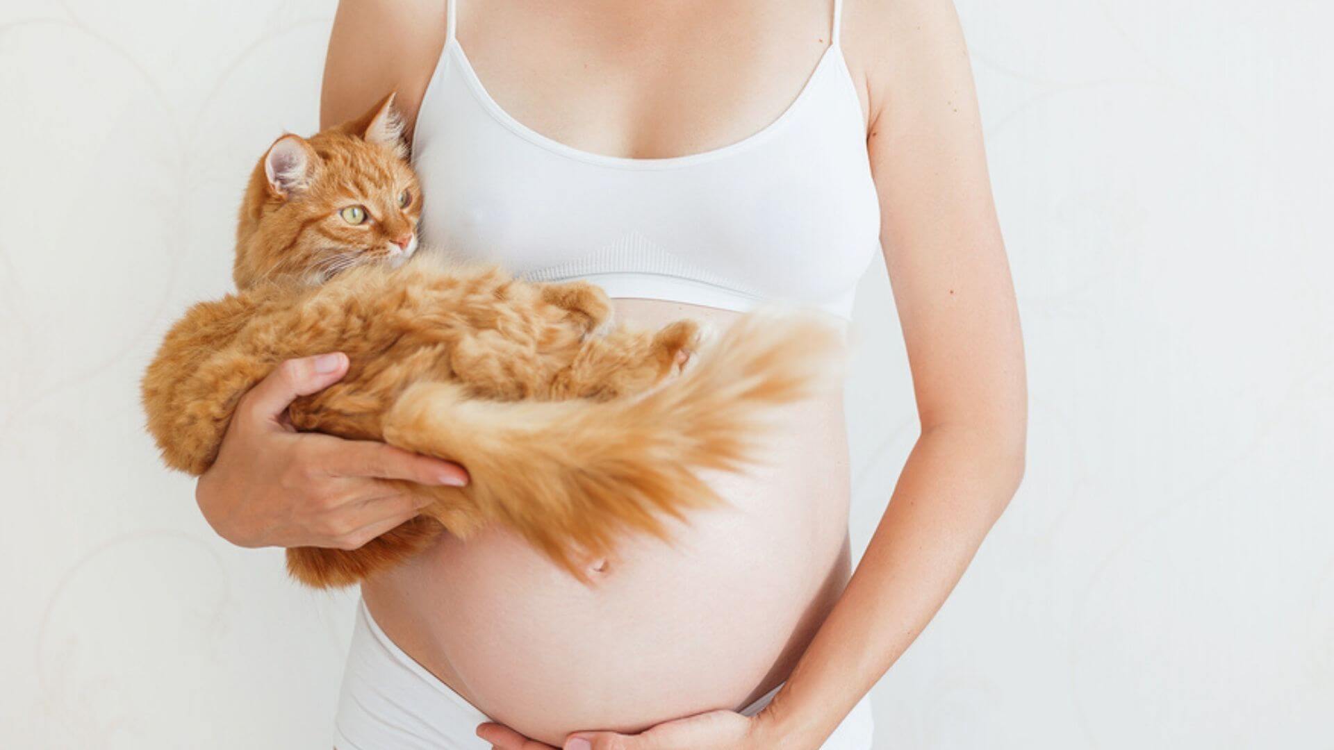 Что такое токсоплазмоз и чем он опасен. Риск связан не с шерстью или самим животным, а с его испражнениями. Источник изображения: lady-dog.ru. Фото.