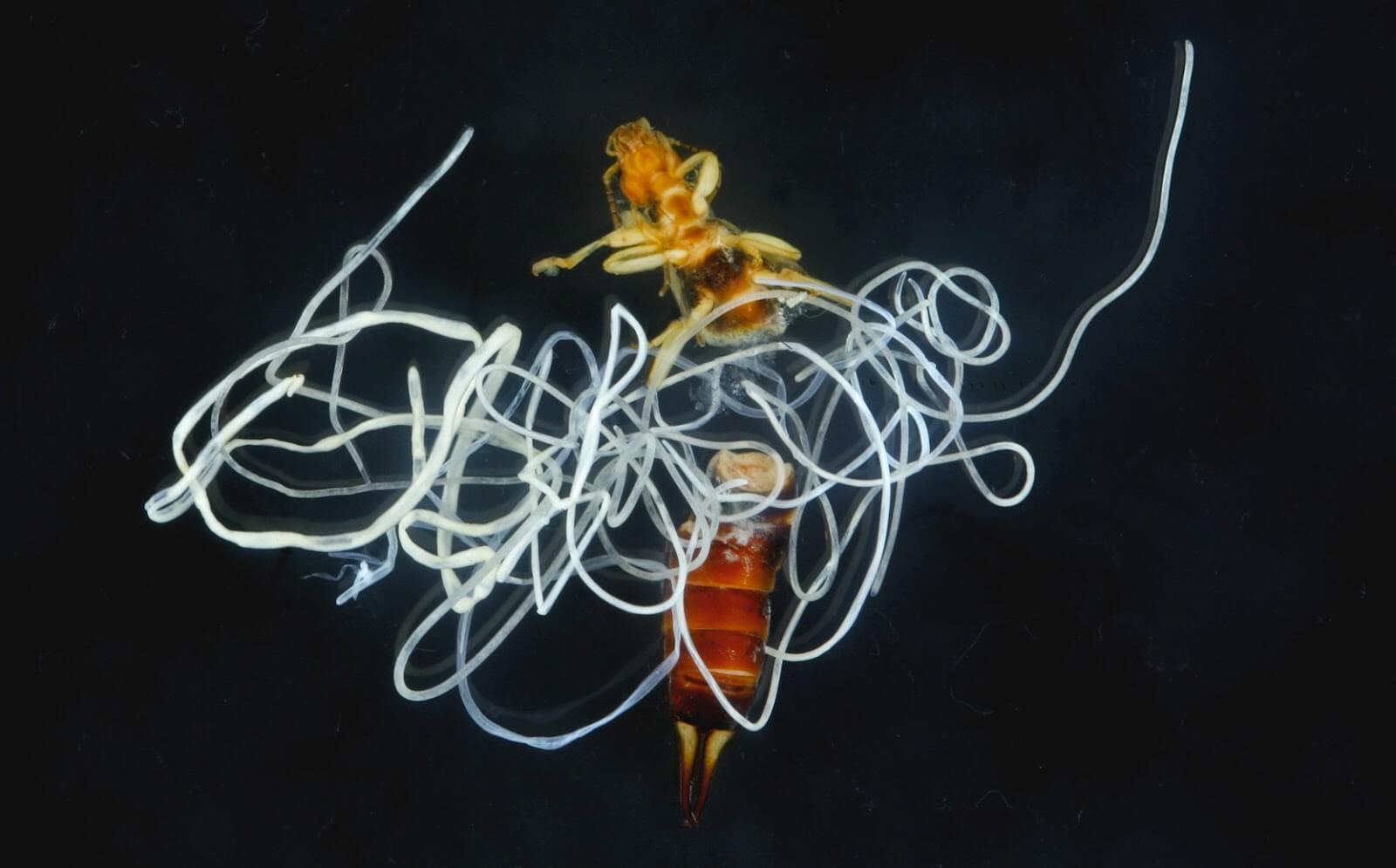 Черви-паразиты в пауках: как они выживают внутри хозяина. Носитель живёт, охотится и поит нежеланного квартиранта. Источник изображения: nytimes.com. Фото.