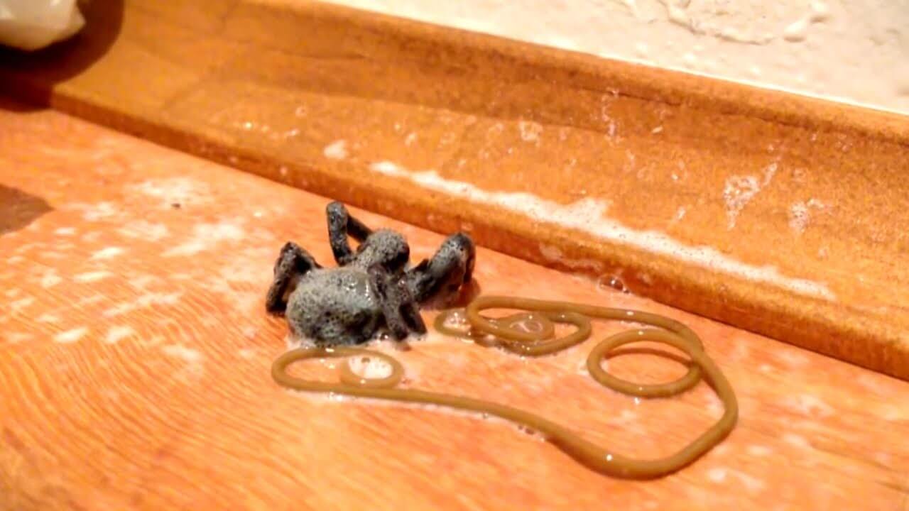 Как паразит управляет поведением паука. Из опрысканного ядом паука вылез паразитический червь. Источник изображения: labroots.com. Фото.