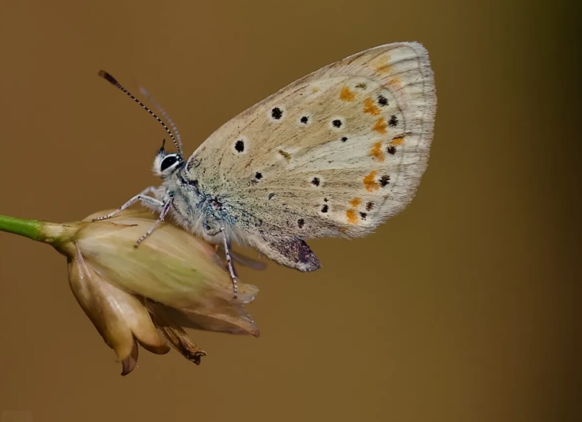 Почему у бабочки много хромосом. Атласная голубая бабочка. Источник фотографии: IFL Science. Фото.
