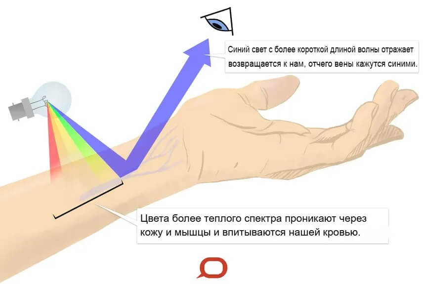 Почему вены выглядят синими под кожей. Интересно, что эффект зависит от того, насколько глубоко расположена вена, а также от толщины вены. Очень узкие вены, расположенные близко к поверхности, например капилляры, не будут синими. Источник изображения: abc.net.au. Фото.
