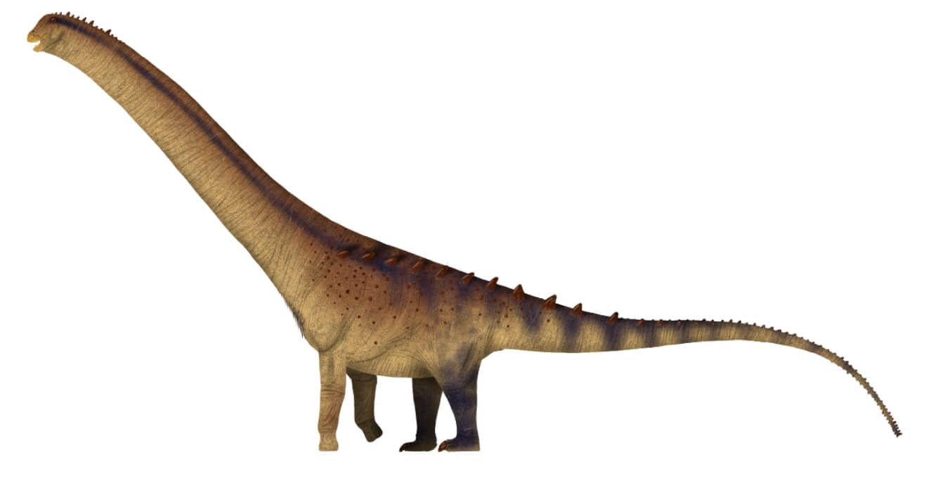 Сколько лет жили динозавры. Примерно так выглядел динозавр патаготитан. Источник wikipedia.org. Фото.