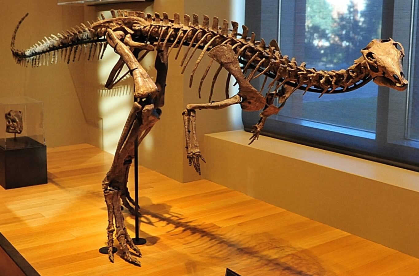 Сколько лет жили динозавры. Скелет дриозавра. Источник изображения: wikipedia.org. Фото.