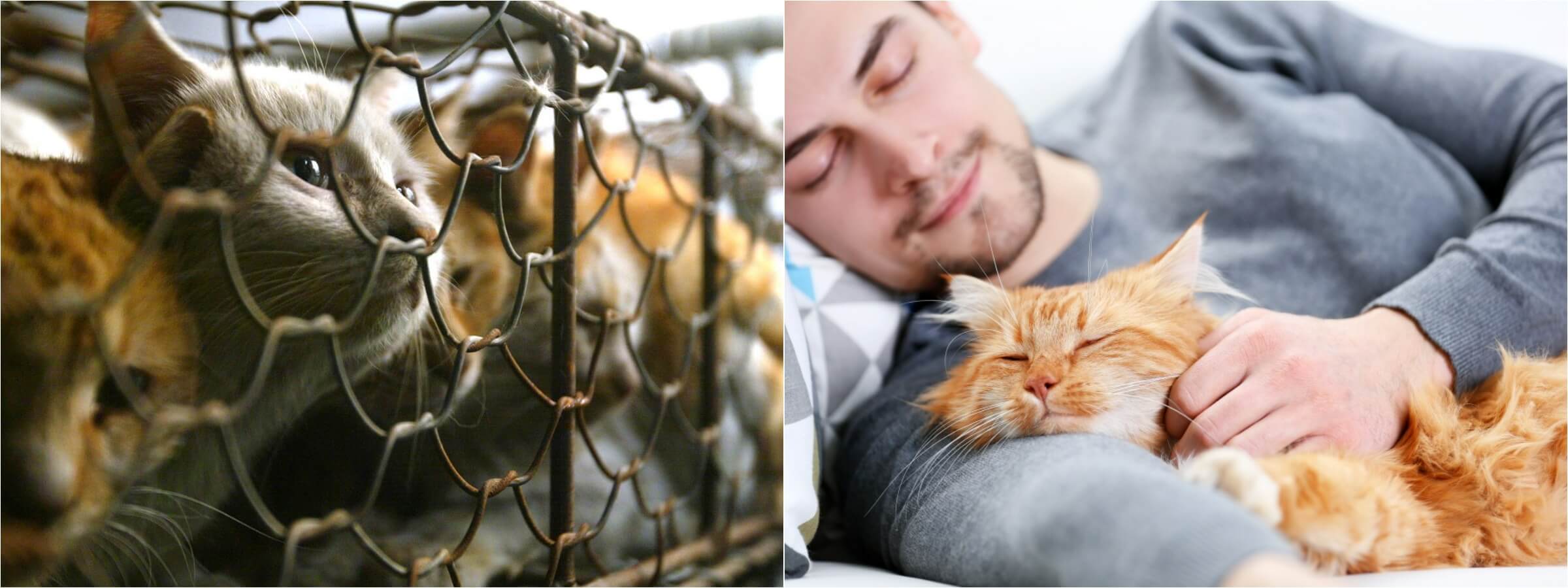 Америка: как регулируется употребление кошек в Канаде и США. Держим пальчики за гуманный мир и всячески этому содействуем! Источники изображений: independent.co.uk, familydoctor.ru. Фото.