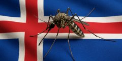 Почему в Исландии нет комаров: секрет самой счастливой страны для туристов. Фото.