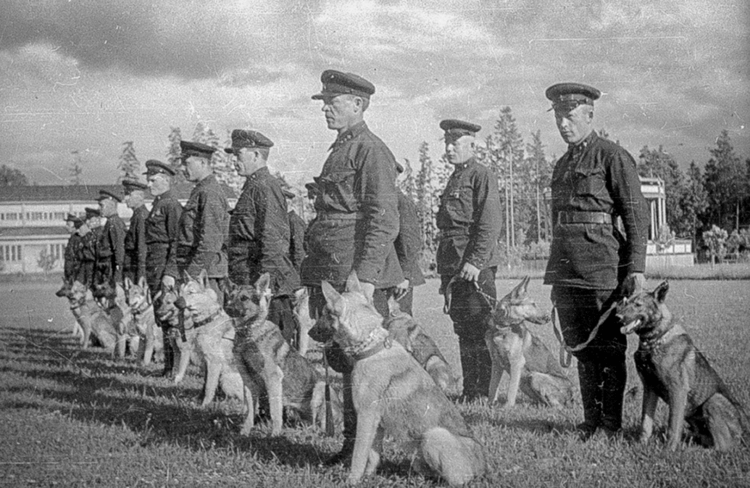 Первые задачи немецких овчарок: от пастуха до солдата. Собаки в годы Великой Отечественной войны. Источник изображения: dzen.ru. Фото.