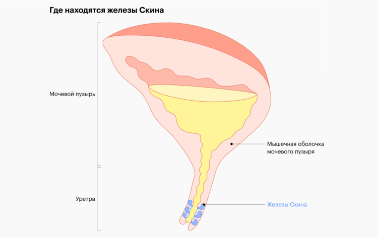 Как происходит сквирт: физиология шаг за шагом. Ультразвуковые наблюдения показали, что перед выбросом мочевой пузырь быстро наполняется, а после сквирта заметно опустошается. Источник изображения: t-j.ru. Как происходит сквирт: физиология шаг за шагом. Ультразвуковые наблюдения показали, что перед выбросом мочевой пузырь быстро наполняется, а после сквирта заметно опустошается. Источник изображения: t-j.ru. Фото.