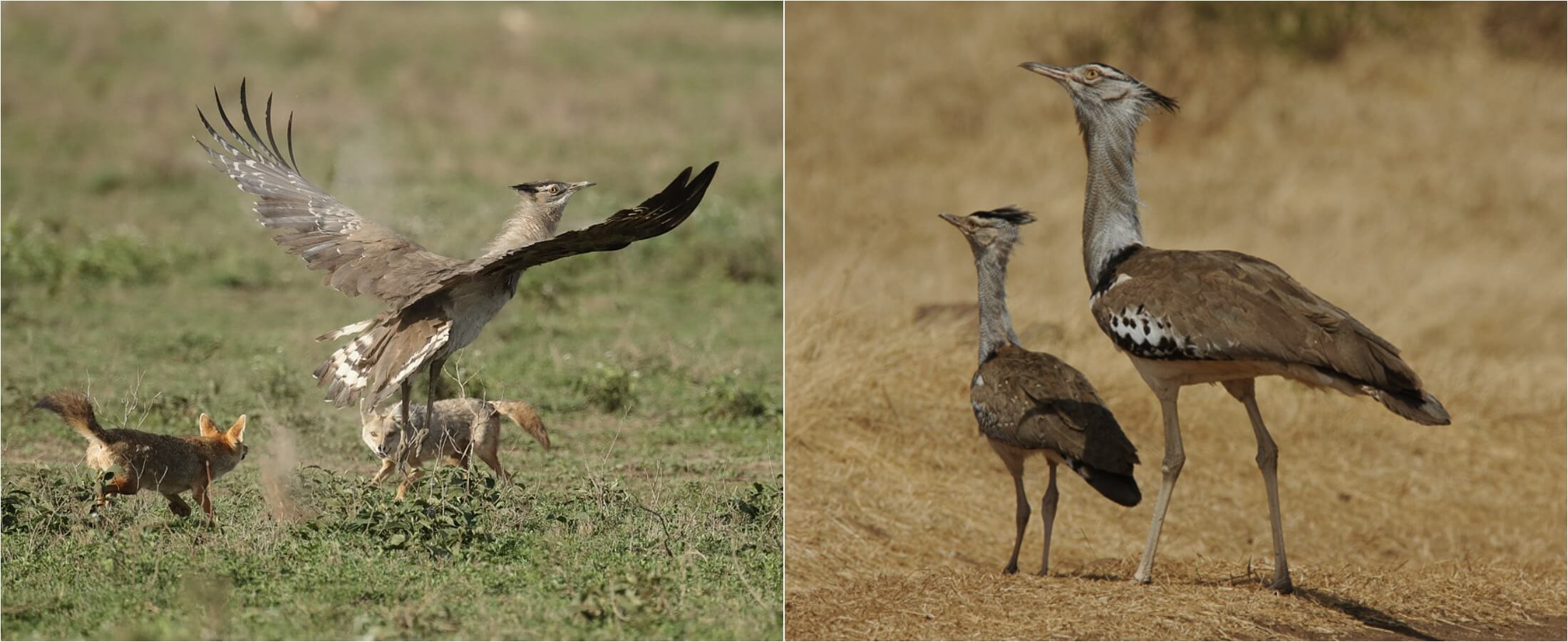 Дрофа-кори — самая тяжёлая летающая птица в мире. Дрофа Ardeotis kori. Источники изображений: mikerae.com, inaturalist.org. Фото.
